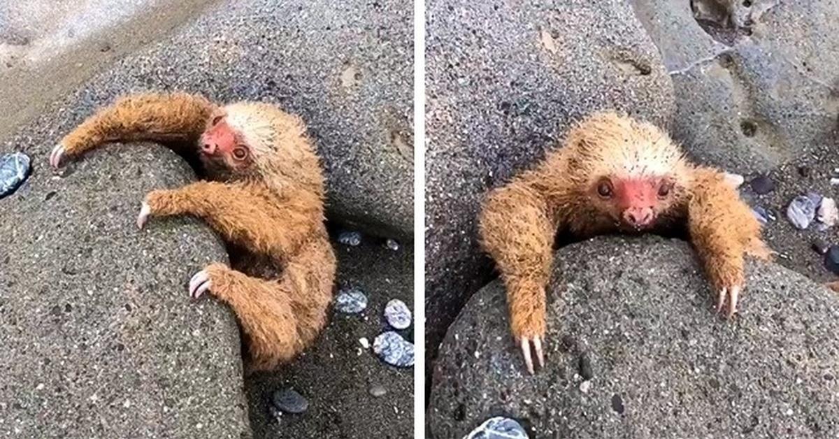 Спасение маленького ленивца, который застрял на пляже и громко плакал